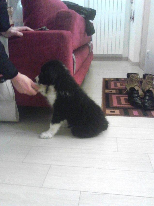 e poi sei arrivata tu. Petpassion