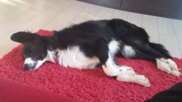 cane da appartamento ?????