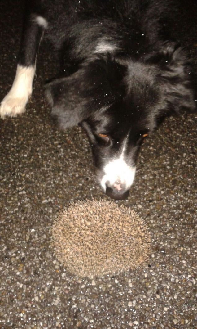 incontri ravvicinati del terzo tipo