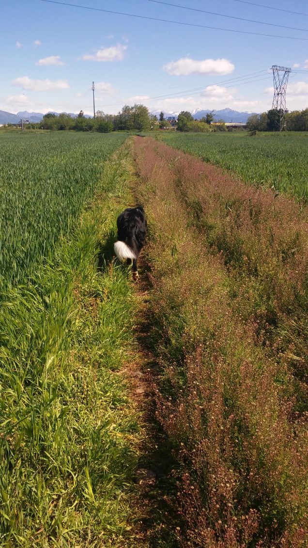 alla ricerca delle pecore ...
