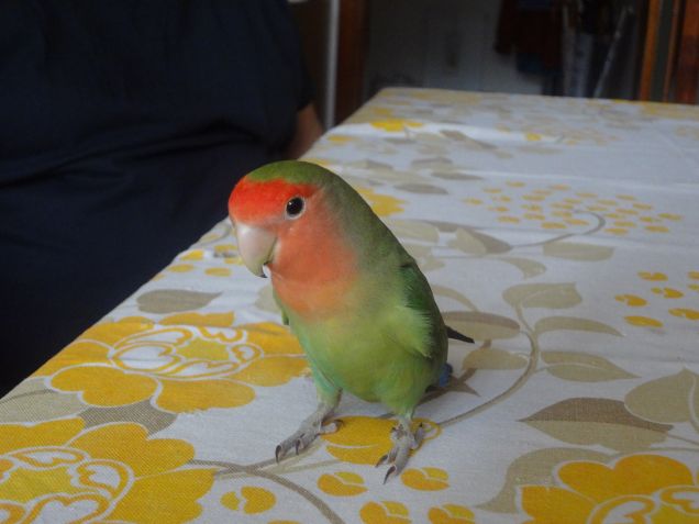 miki in libera uscita