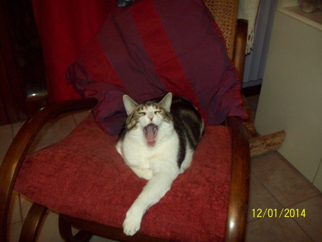 Pedro versione Leone