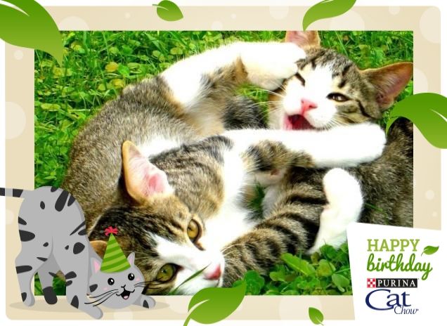 Auguri CatChow!