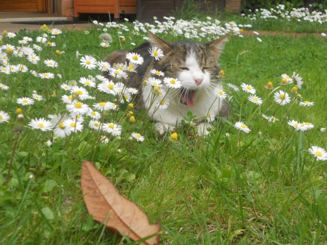 Orazio in giardino