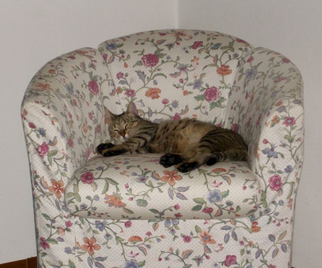 Dormire sulla poltrona