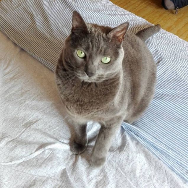 occhi verdi come la...Menta