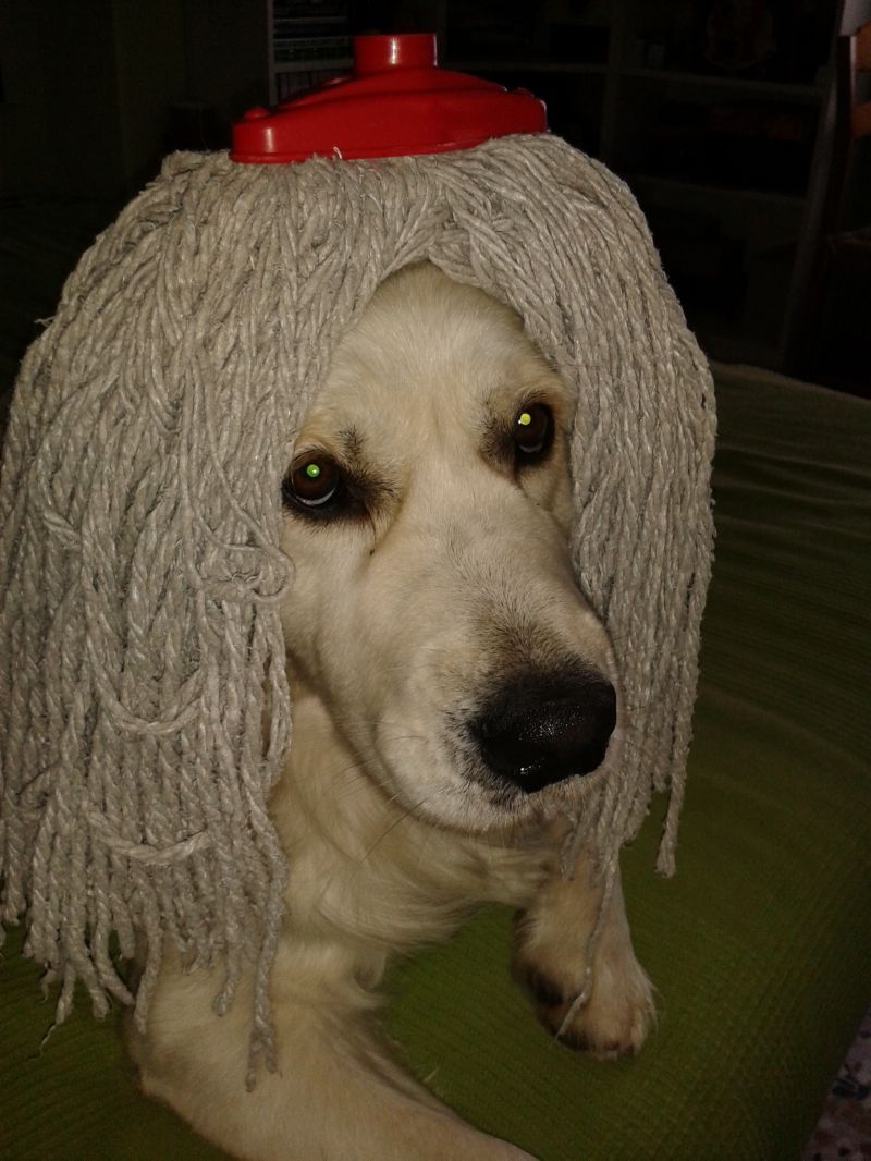 Il cane coi rasta, a noi ci bbbasta.