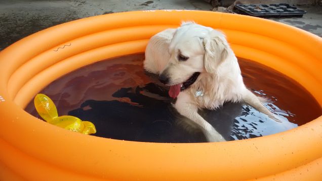 Ozzy in piscina