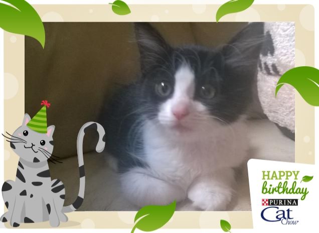 Nebula un pò come la Sfinge