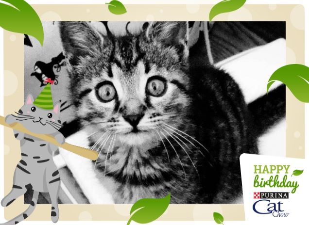 tanti auguri da Ziggy