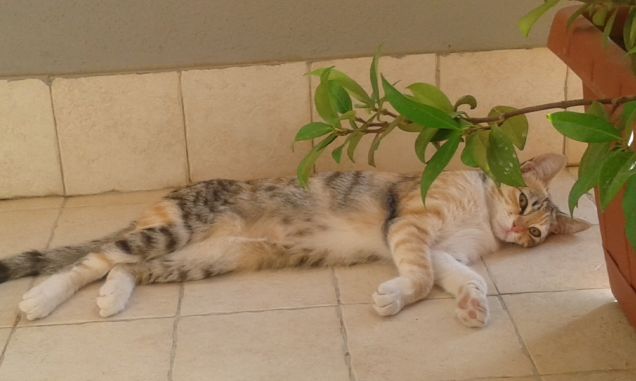 La mia cloe sul balcone