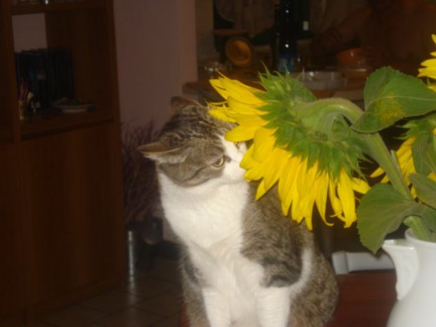 beata tra i girasoli