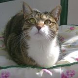 ester