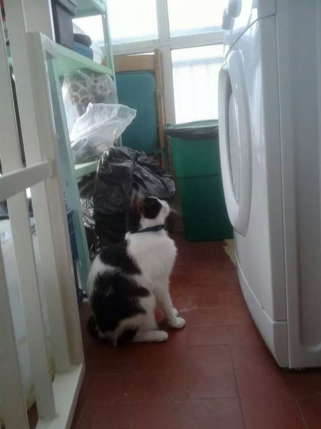 La mia TV preferita...