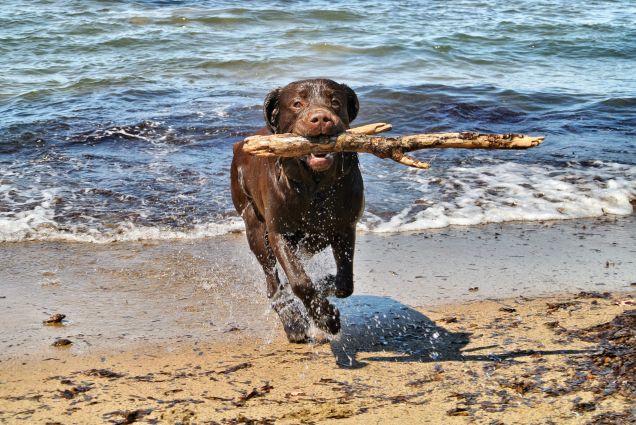 Brando at the beach...