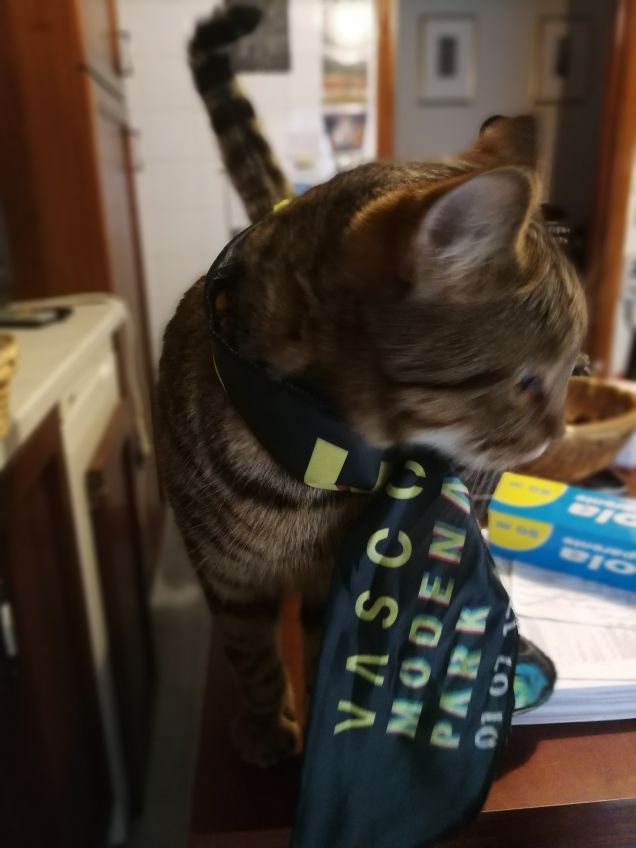 Cat fan #modenapark2017 Vasco Rossi 