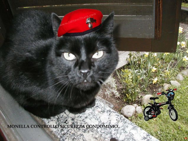 GATTO CARABINIERE