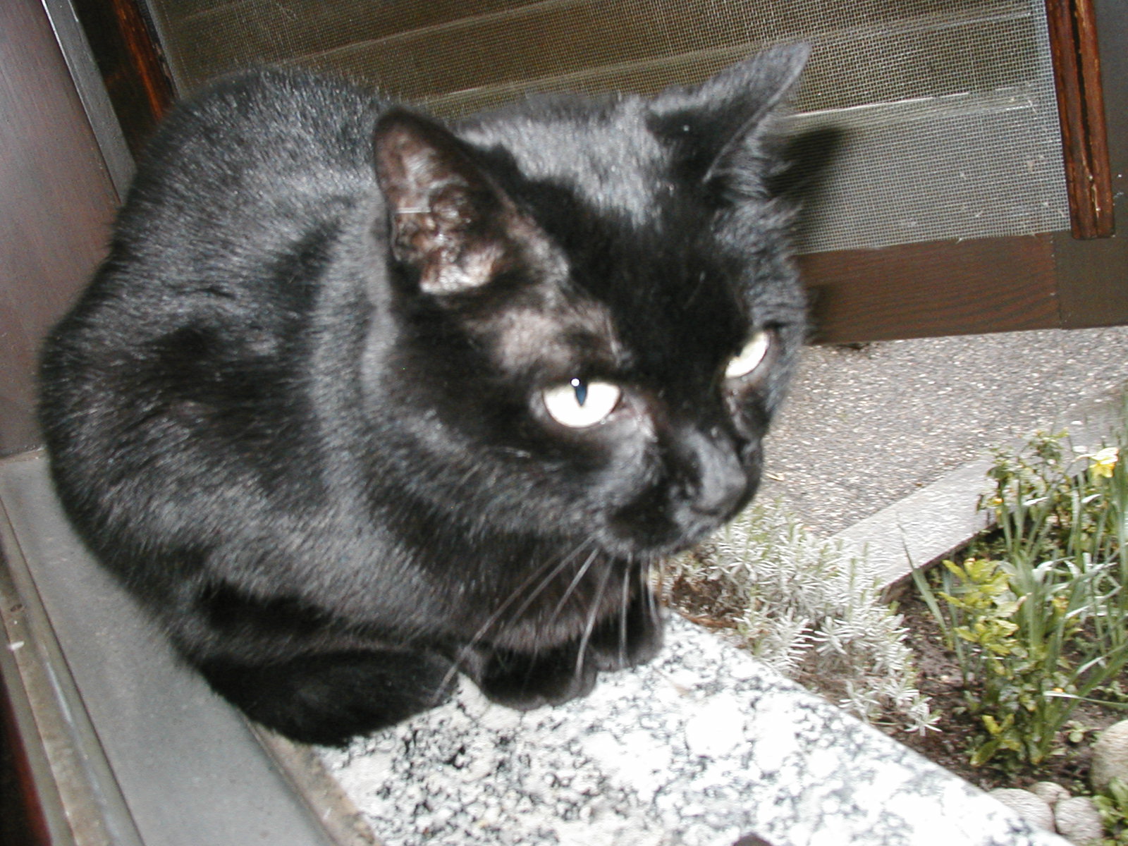 monella | Petpassion