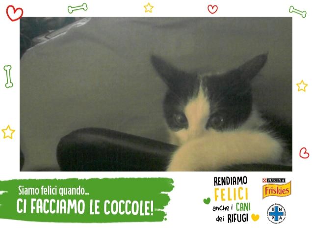 Sono il cuscino di papà