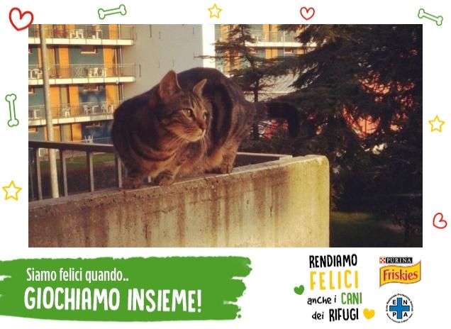 La mia super gattona