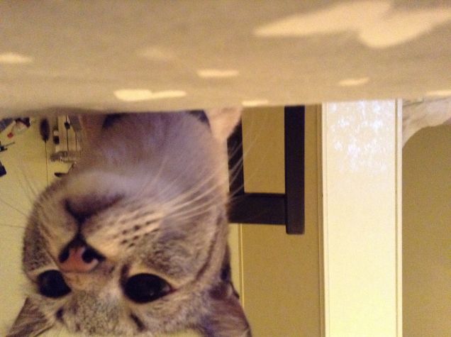 Il mio Tommy curiosone