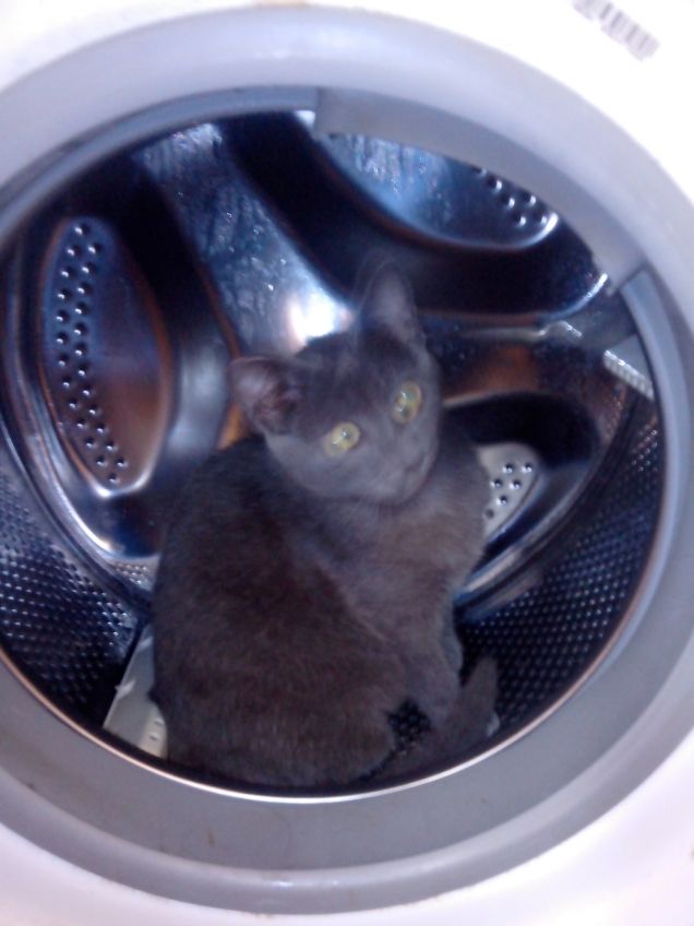 Dentro la lavatrice!! :)