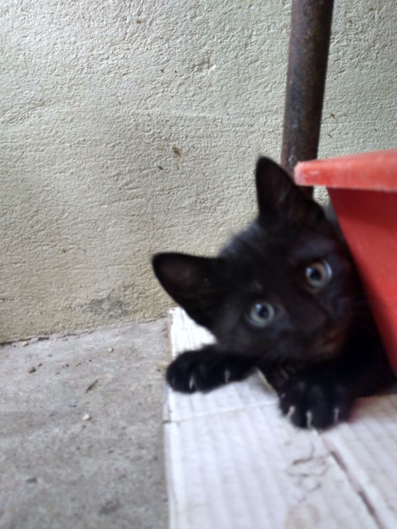 Gattina cerca casa