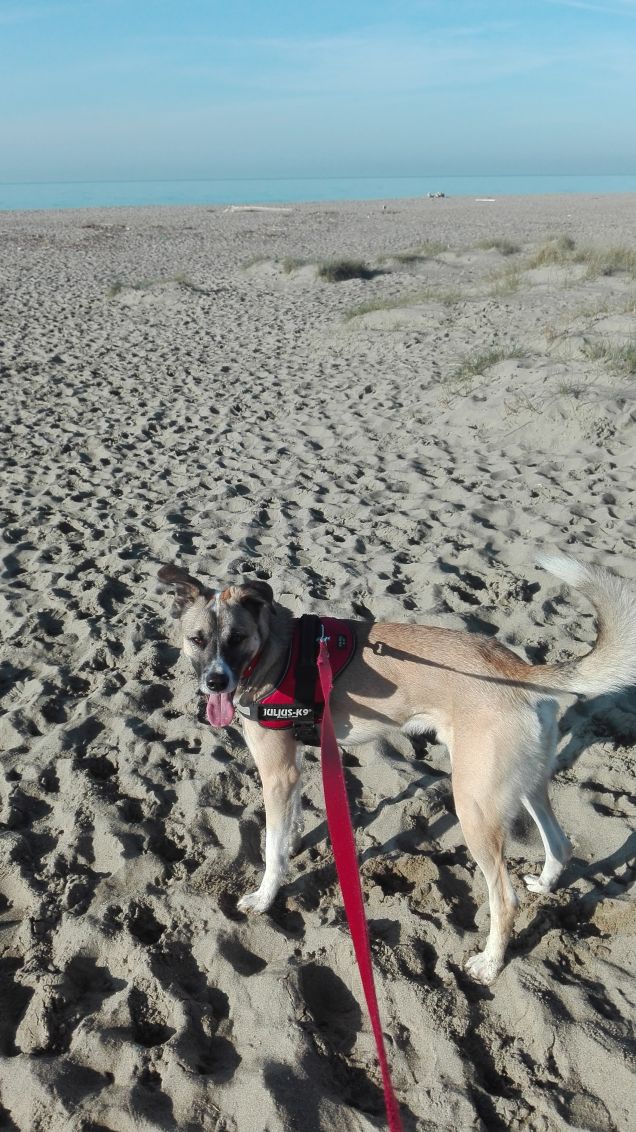 Bruno in spiaggia