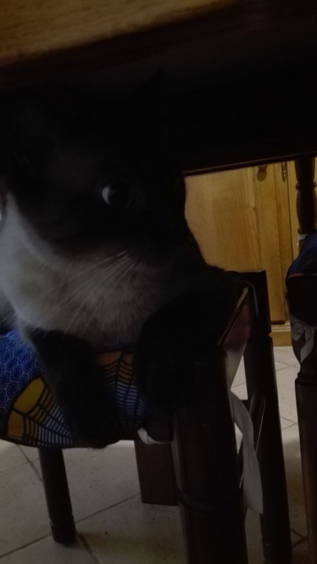 Sulle sedie della cicina