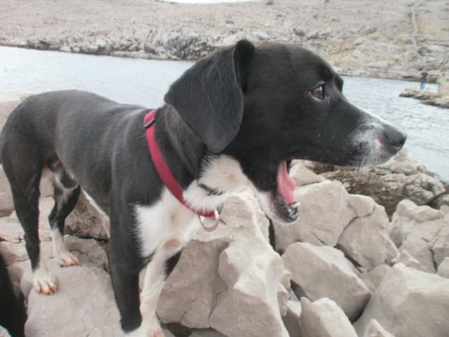 Nessuno sbadiglia piu di LUI :D