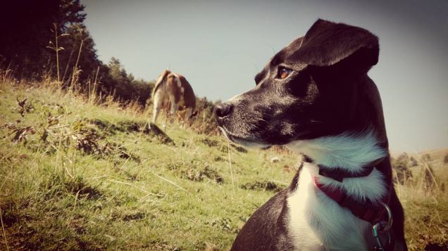Selfie con mucca in montagna
