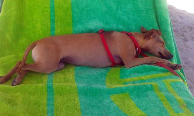 A A Abbronzatissima ...