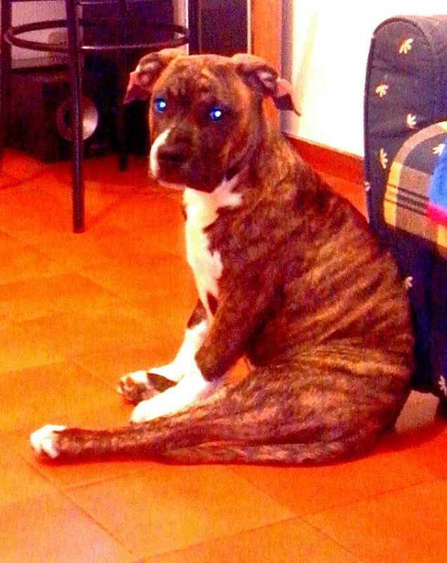 Riflettendo sulla prelibatezza delle ricette vegan