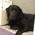 LABRADOR MASCHIO DISPONIBILE PER ACCOPPIAMENTO