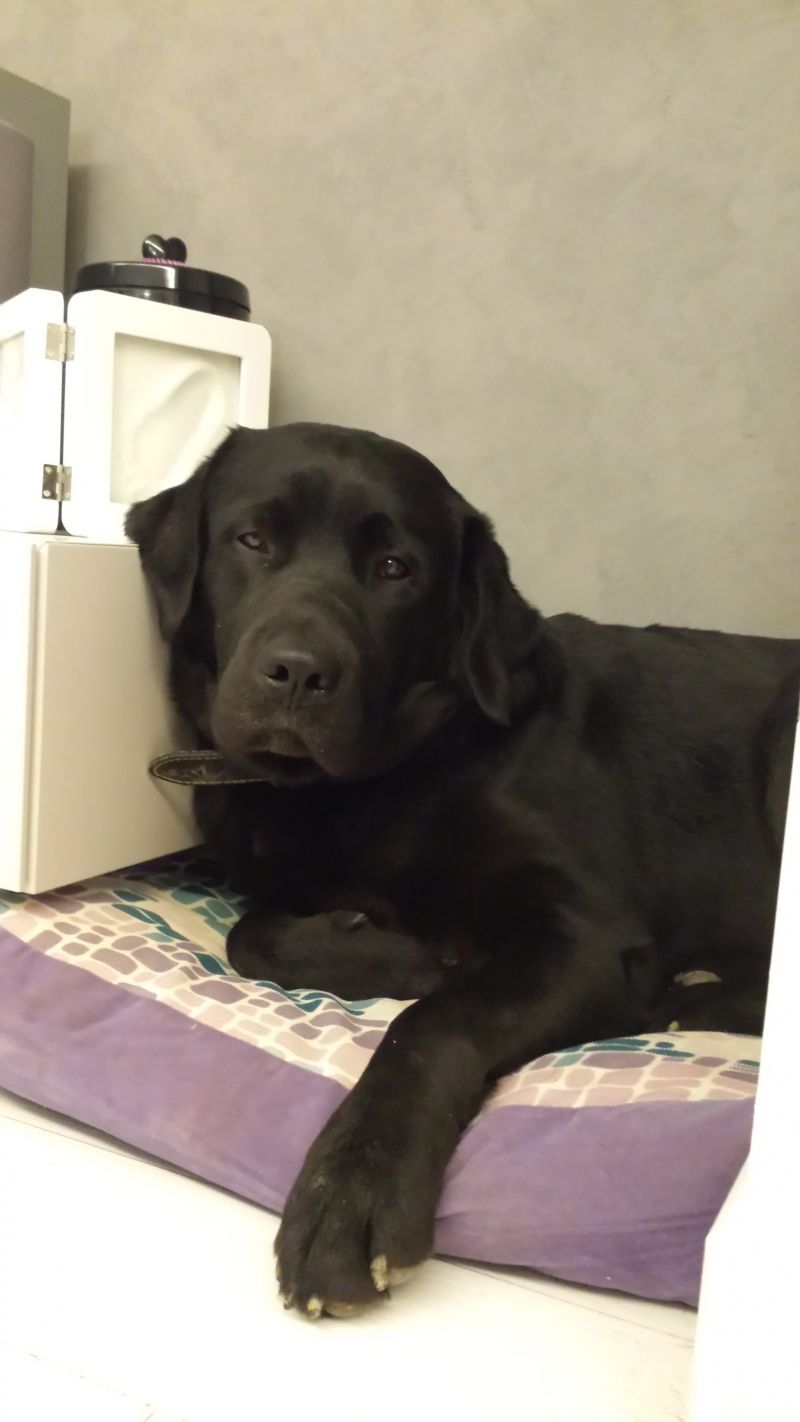 LABRADOR MASCHIO DISPONIBILE PER ACCOPPIAMENTO