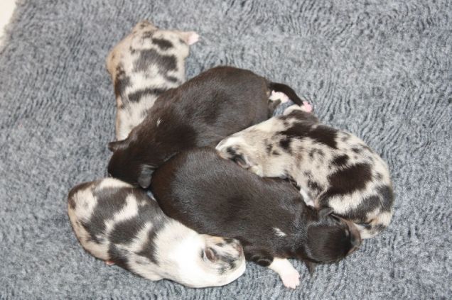 janvier famiglia e amichetti