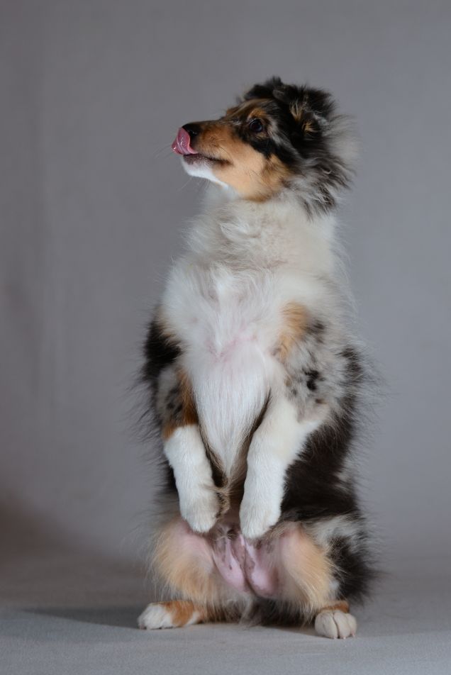 janvier 'lo scoiattolo'