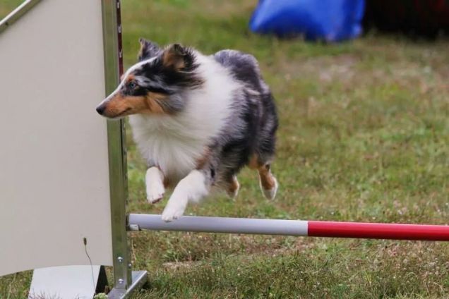 janvier agility