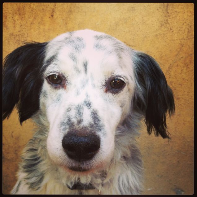 Ruby e i suoi occhi languidi