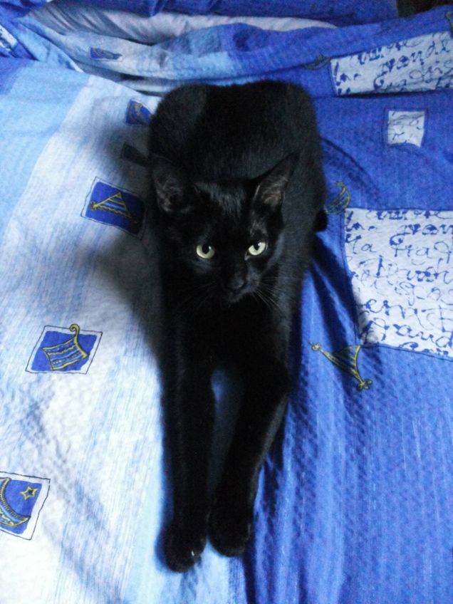 La nostra gattona nera!