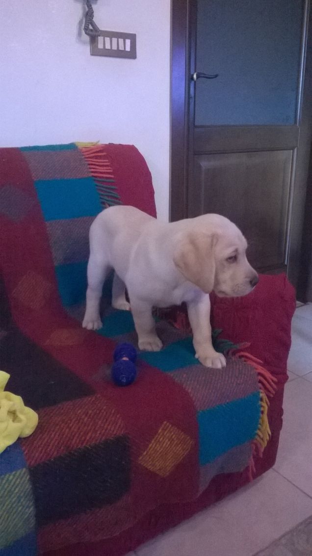 Sono il padrone del.. divano!