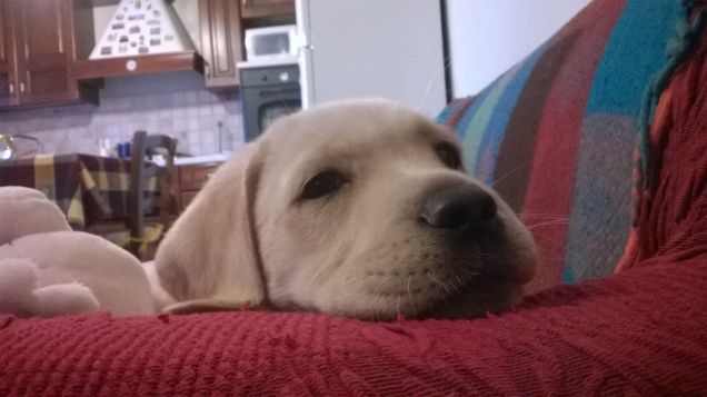 Che fotografi a fare?