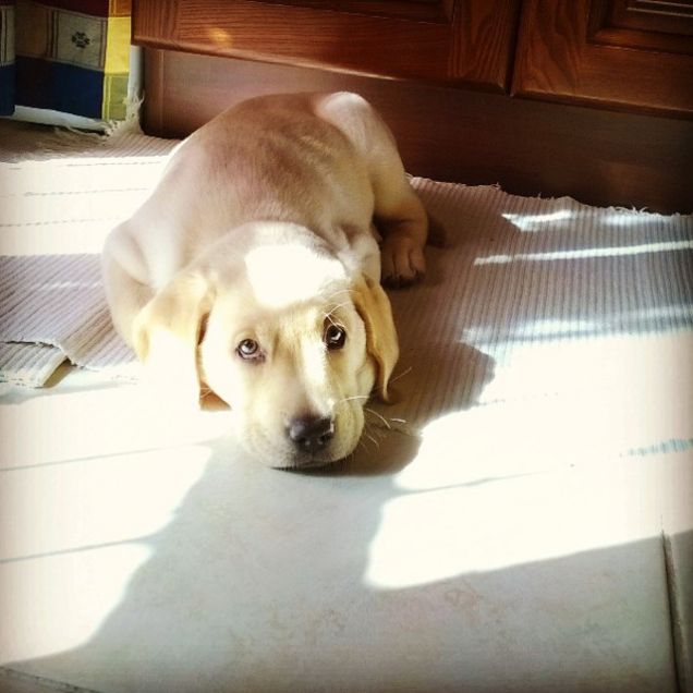 Pancia piena vuole riposo!