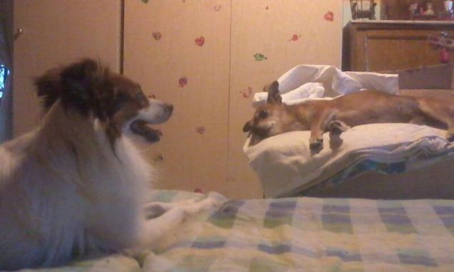 Mordicchio malato e il fratellino sempre accanto