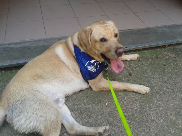 giornata con la lega del cane sul naviglio