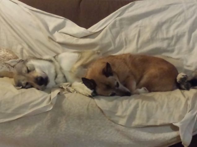 Thunder e Farfallina