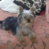 Rosina