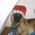 Pastore Belga Malinois per accoppiamento