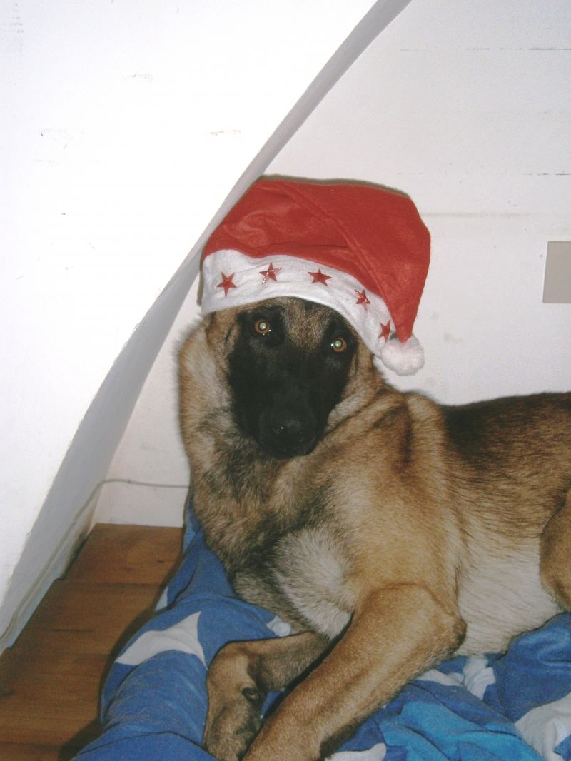 Pastore Belga Malinois per accoppiamento