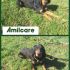 AMILCARE E ALFIO SPLENDIDI SEGUGI IMPAURITI